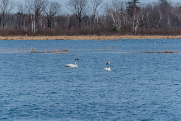 Trumpeter Swans On The Water At The Navarino Wildlife Area in Wisconsin During Spring Migration