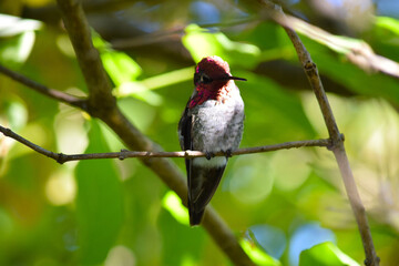 Red Capped Hummingbird 12