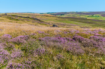 Fototapeta na wymiar A view east across heather from the summit of the Roaches escarpment, Staffordshire, UK in summertime