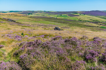Obraz na płótnie Canvas A view of heather strewn fields from the summit of the Roaches escarpment, Staffordshire, UK in summertime