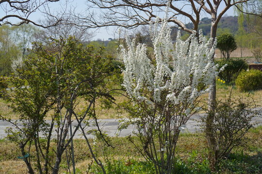 meadowsweet blooming beautifully on a warm spring day