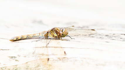 Female Common Darter dragonfly resting in sunlight