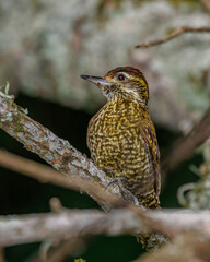 A small woodpecker trying to remain unnoticed on a leafless tree branch