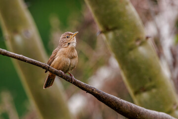A small songbird perched on a tree branch