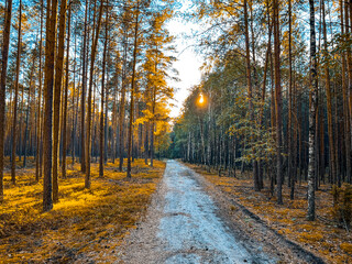 Road in the middle of the forest
