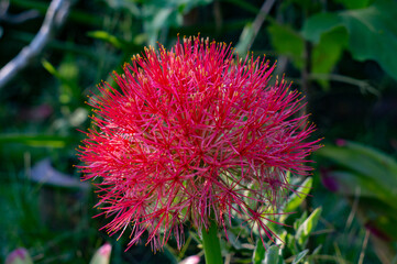 Scadoxus multiflorus.