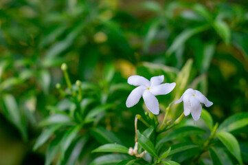 Obraz premium White flowers. Close-up shot.
