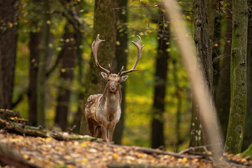 Fallow deer, dama dama, looking to the camera in forest in autumn. Spotted stag standing on leaves in fall. Male mammal watching in woodland in colorful nature.
