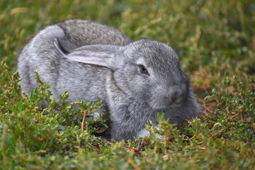 Rabbit on the grass. Domestic gray hare outdoors close-up. 