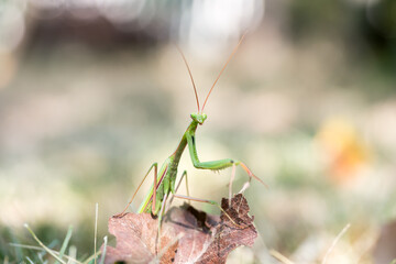 Praying mantis on the leave. Mantis Religiosa at the garden in autumn. This mantid looks dangerous but for people is safe. Female of strange insect species. 