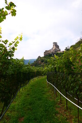 durch die Weingärten zur Burgruine Senftenberg