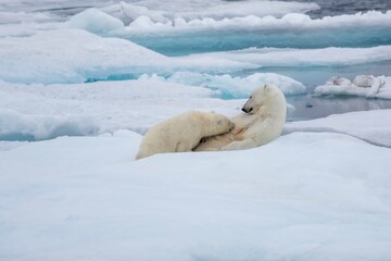 Nursing polar bear cub