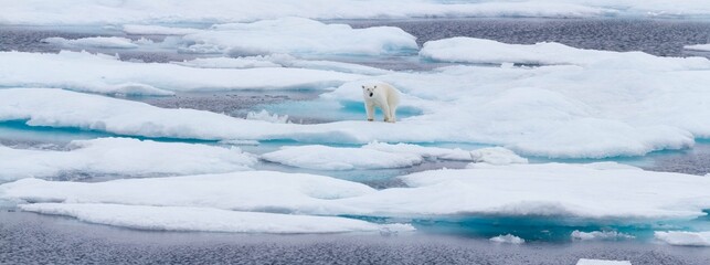 Panorama of polar bear on ice