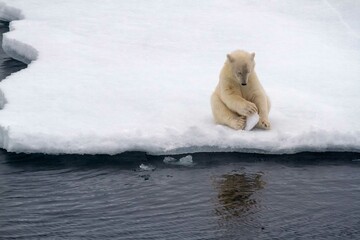 Playful young polar bear cub with ice