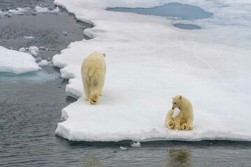 Polar bear cub with ice