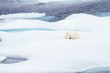 Naklejka na ściany i meble Resting polar bear