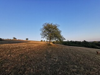 walnut tree on mountain with light and shadow of sunset