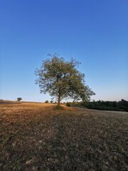 Obraz premium walnut tree on mountain with light and shadow of sunset