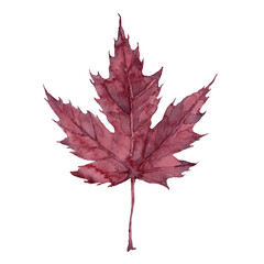 Watercolor autumn burgundy maple leaf. Isolated hand drawn illustration on white background.