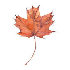 Watercolor autumn orange maple leaf. Isolated hand drawn illustration on white background.