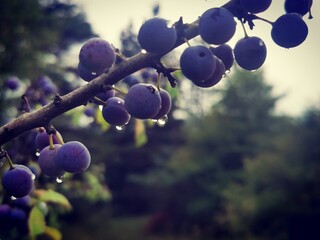 blackthorn berries on a branch. Drops of water on the fresh healthy sloe berry fruit after the rain