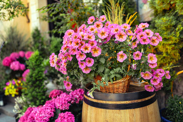Crimson pink blooming Petunia flowers, Petunia hybrida and Hortensia plants. Blossoming flowers in summer garden. Wooden barrel with flowerpots