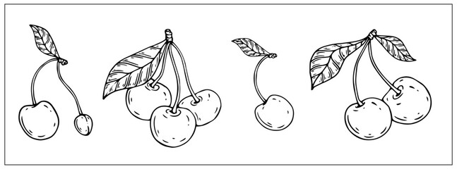Collection of linear botanical sketches of cherry fruit and berry halves.Vector graphics.