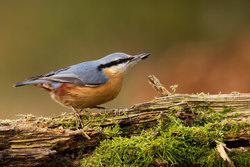 Eurasian nuthatch, sitta europaea, resting on mossed wood in autumn. Blue and orange bird sitting on tree in fall nature. Colorful animal looking on branch,
