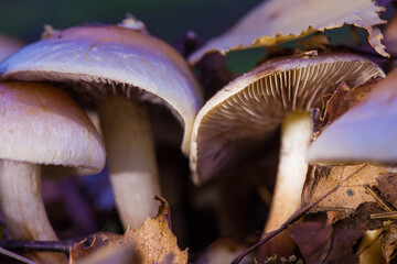 Mushrooms containing psilocybin grow naturally.