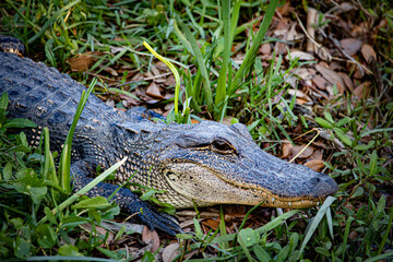 Closeup of the Emerging Teeth of a Young Small Alligator in the Swamp Waters of a Bayou outside of Lafitte, Louisiana, USA