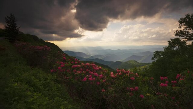The Great Craggy Mountains along the Blue Ridge Parkway in North Carolina, USA with Catawba Rhododendron
