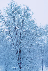Fototapeta na wymiar Snow-covered trees in urban park.