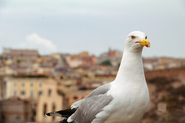 closeup seagull bird in the city