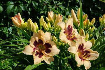 A bush of blooming of Daylily Hemerocallis 'Appliqué' lilies after the rain, flowers closeup