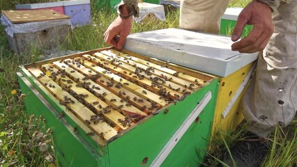 a person works in an apiary with bees extracting honey