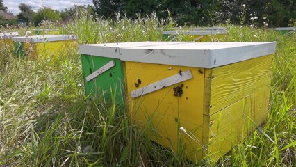 a person works in an apiary with bees extracting honey