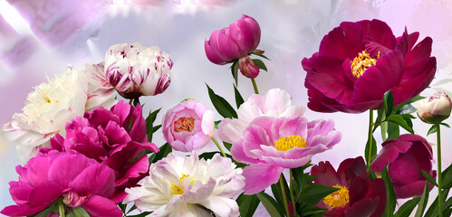 Different varieties of peonies on a light blurred abstract background © hacohob