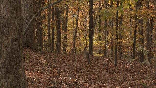 Baby fawn deer standing in fall colored autumn leaves of the wilderness forest of Arkansas 