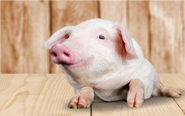 Young pig walking and facing the camera on background