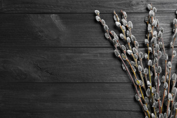 Beautiful pussy willow branches on black wooden background, flat lay. Space for text © New Africa