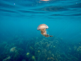 Compass jellyfish