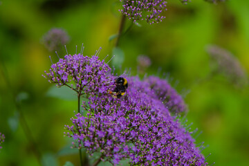 bumblebee on a flower