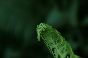 Fototapeta premium Beautiful unfolding fern leaf on blurred background, closeup view
