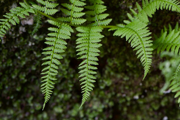 fern leaves