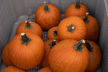 Halloween Kürbisse auf Regalen als Dekoration im Herbst, Hintergrund 