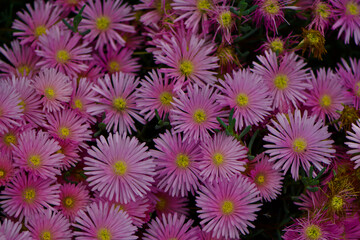 Fototapeta premium floral background