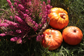 Wicker basket with beautiful heather flowers and pumpkins outdoors on sunny day, above view