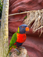 Beautiful rainbow lorikeet parrot on tropical plant outdoors