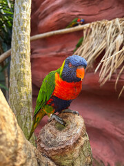 Beautiful rainbow lorikeet parrot on tropical plant outdoors