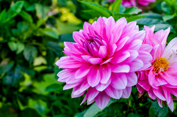pink dahlia flower from close range, a delicate, elegant romantic flower in full bloom against the backdrop of a natural environment